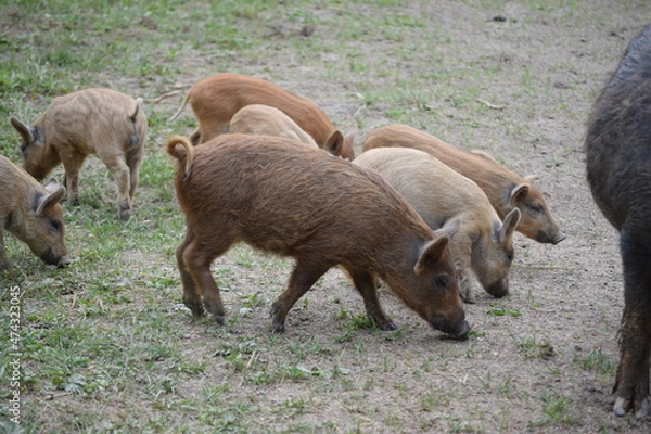 Fototapeta Small pig is waiting for the food at the farm, little hogs, kids are walking on green grass
