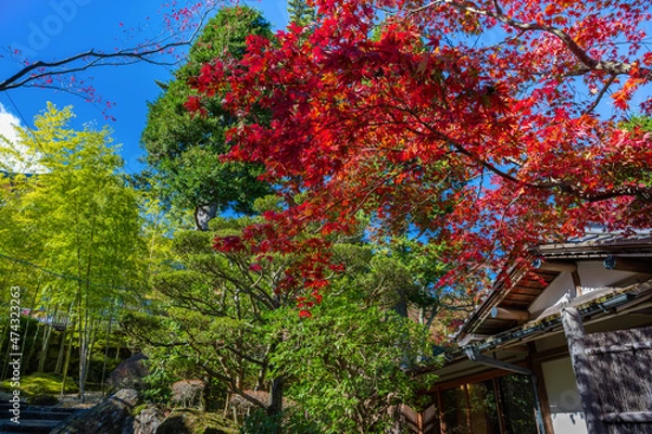 Fototapeta 紅葉の箱根美術館　神奈川県箱根町