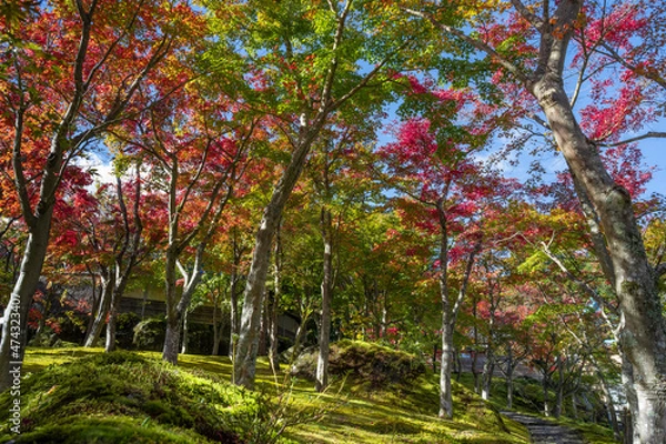 Fototapeta 紅葉の箱根美術館　神奈川県箱根町