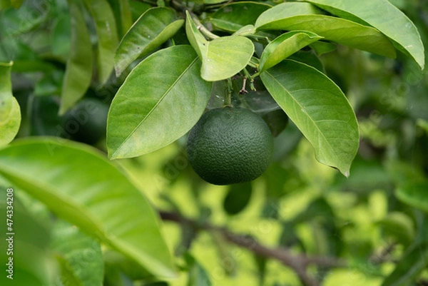Fototapeta 青い実がなるミカンの木