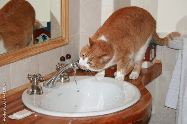 Obraz Cat drinking fresh water