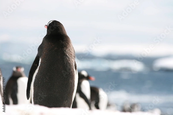 Obraz Gentoo penguin alone