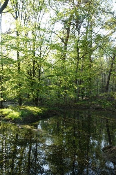 Fototapeta Tümpel in einem Wald