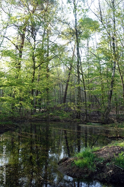 Obraz Tümpel in einem Wald