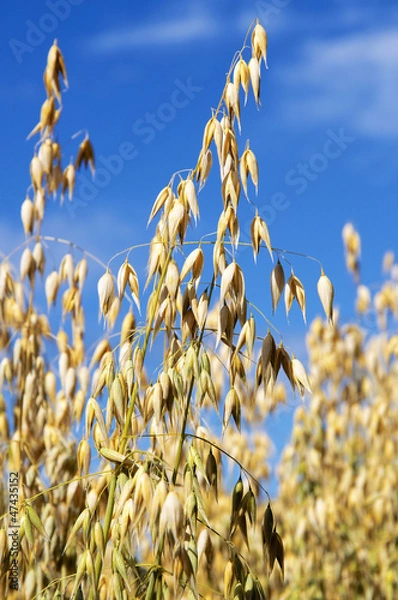 Obraz Ripe Oat