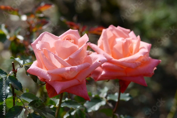 Fototapeta アラベル　バラの花