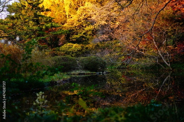 Obraz 植物園の紅葉の風景