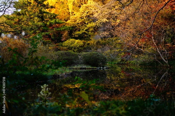 Obraz 植物園の紅葉の風景