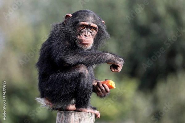 Fototapeta close up shot of chimpanzee (Pan troglodytes) in habitat
