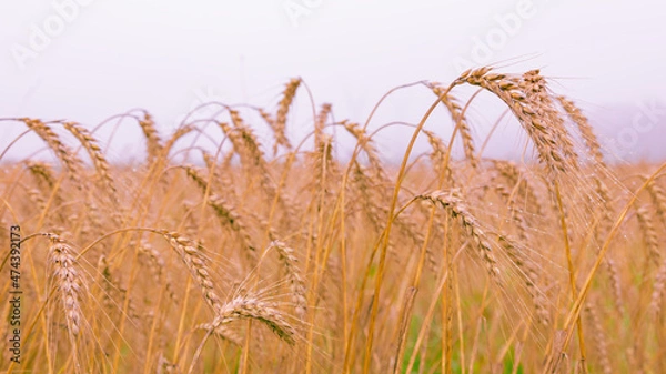 Fototapeta Ears of rye early in the morning, rye field of ripe ears with drops of water, harvest time, fog at dawn