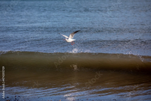 Obraz Seagull flying over a breaking wave