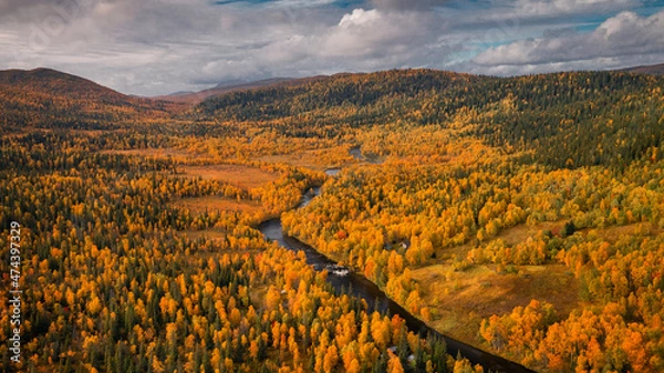 Fototapeta Landscape with river and hills covered with yellow coloured trees of a forest in autumn in Lapland along Wilderness Road in Sweden from above.