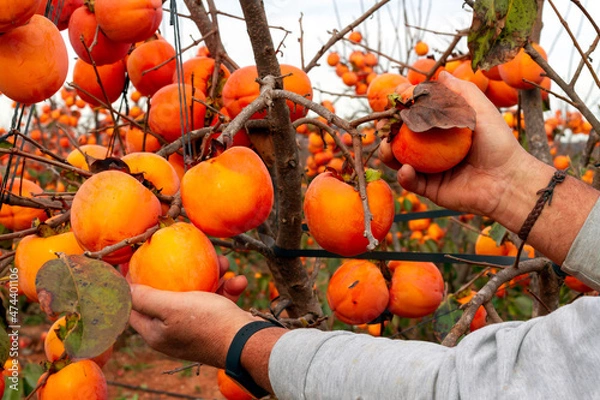 Fototapeta Farmer harvests kakis (Diospyros kaki, kaki persimmon) in a plot of the Protected Designation of Origin (D.O.P.) Ribera del Xúquer in Valencia (Spain)