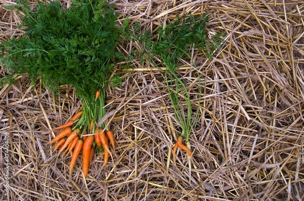 Obraz marchew na słomie
