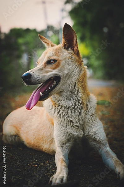 Obraz portrait of a dog