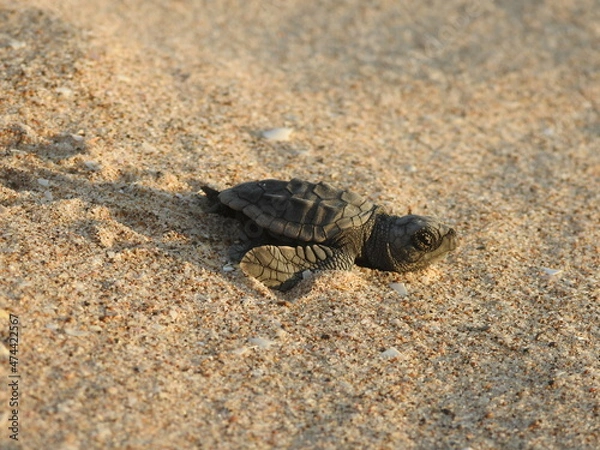 Fototapeta Sea turtle on the sand