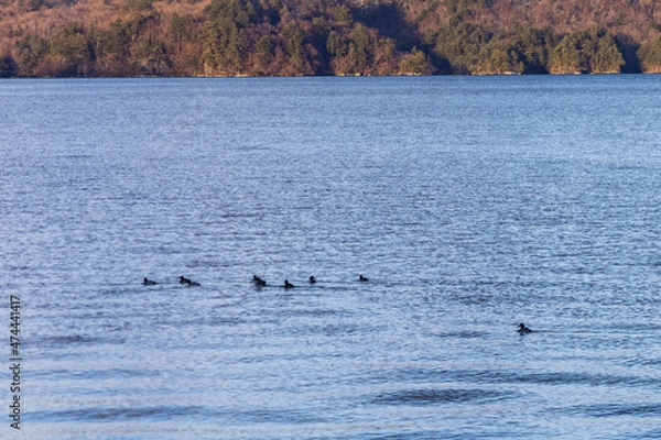 Obraz Towada in early winter