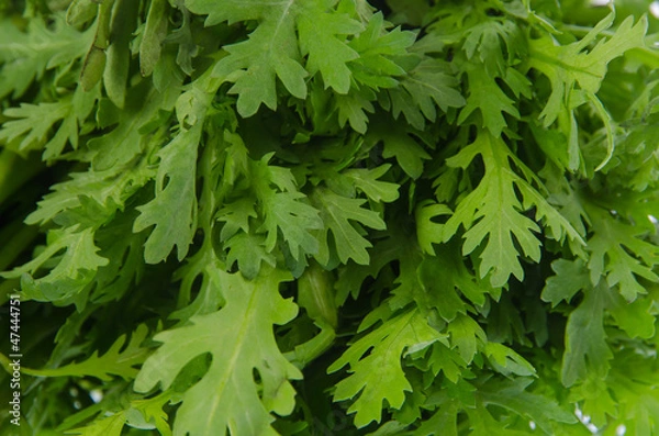 Obraz Garland chrysanthemum