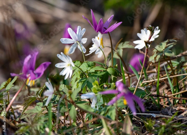 Fototapeta spring crocus flowers