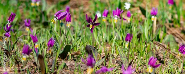 Obraz purple crocus flowers