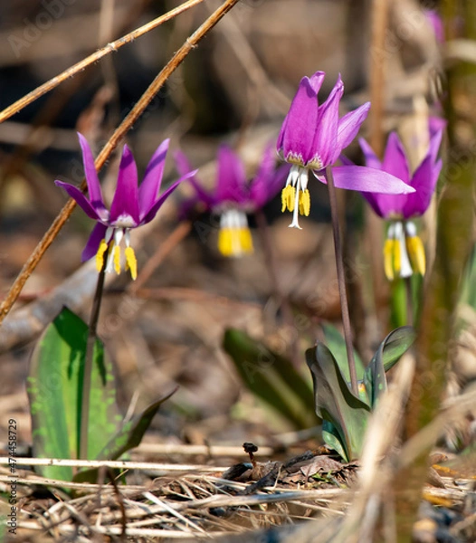Obraz purple crocus flowers