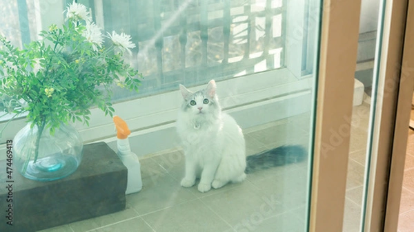 Obraz 귀여운 고양이 