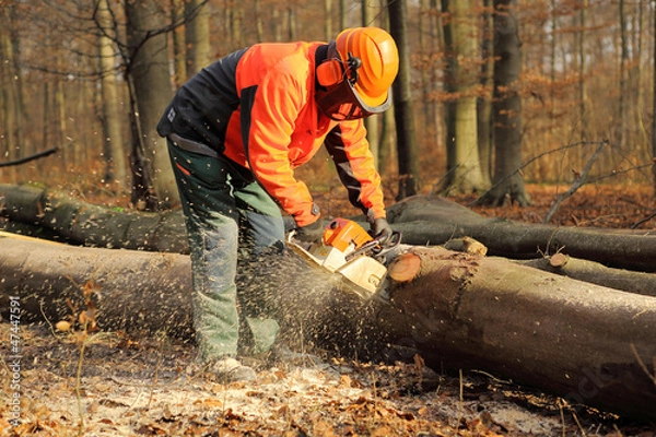 Obraz Profesjonalne prace leśne
