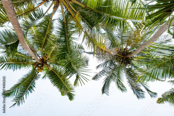 Fototapeta Beautiful coconut trees by the ocean.
