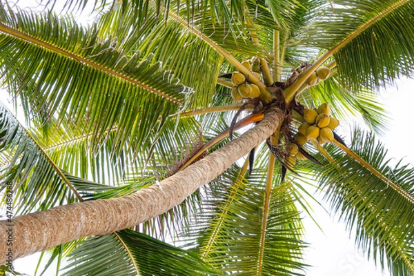 Fototapeta Beautiful coconut trees by the ocean.
