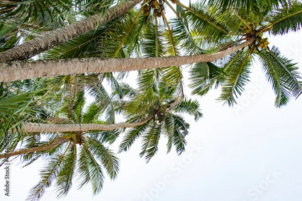 Fototapeta Beautiful coconut trees by the ocean.