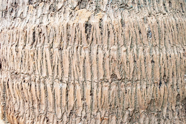 Fototapeta Palm trunk texture for background.