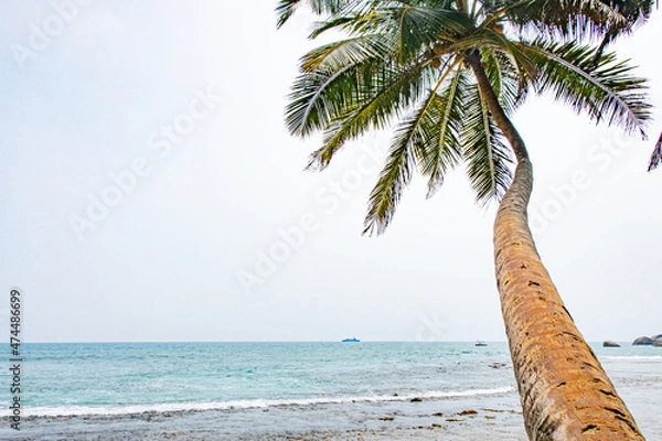 Fototapeta Beautiful coconut trees by the ocean.
