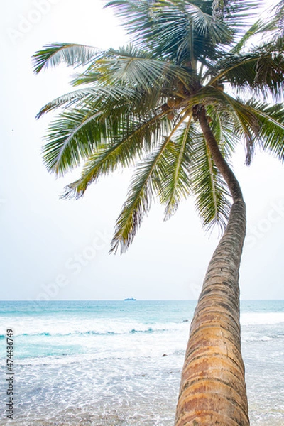 Fototapeta Beautiful coconut trees by the ocean.