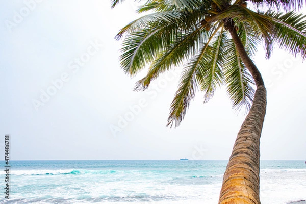 Fototapeta Beautiful coconut trees by the ocean.