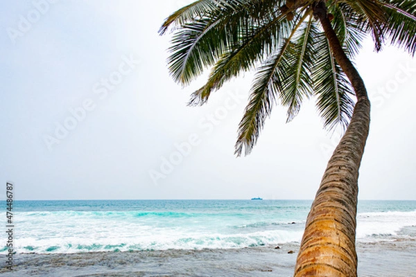 Fototapeta Beautiful coconut trees by the ocean.