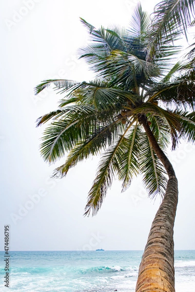 Fototapeta Beautiful coconut trees by the ocean.