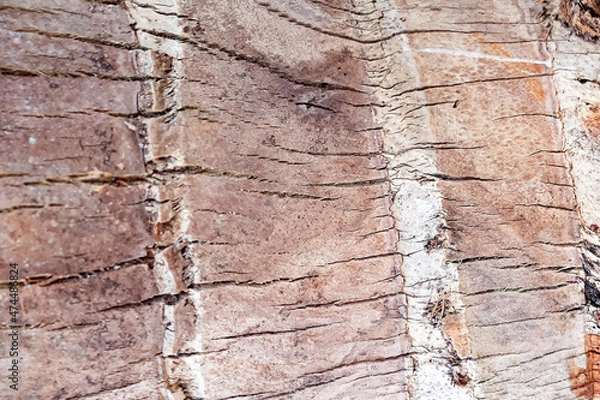 Fototapeta Palm trunk texture for background.