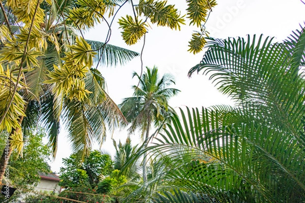 Fototapeta Beautiful coconut trees by the ocean.