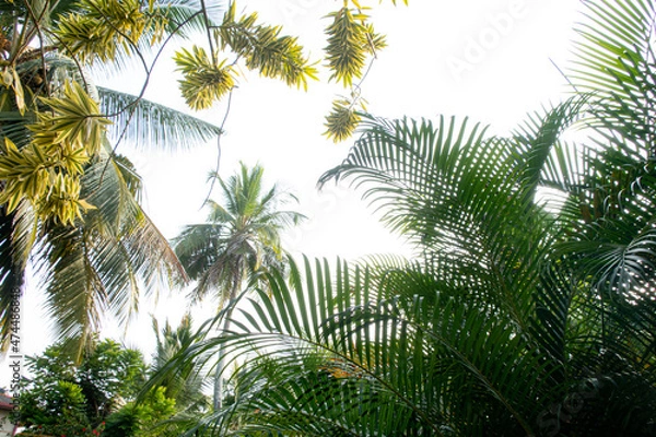 Fototapeta Beautiful coconut trees by the ocean.