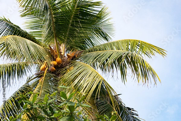 Fototapeta Beautiful coconut trees by the ocean.