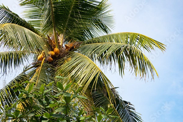 Fototapeta Beautiful coconut trees by the ocean.