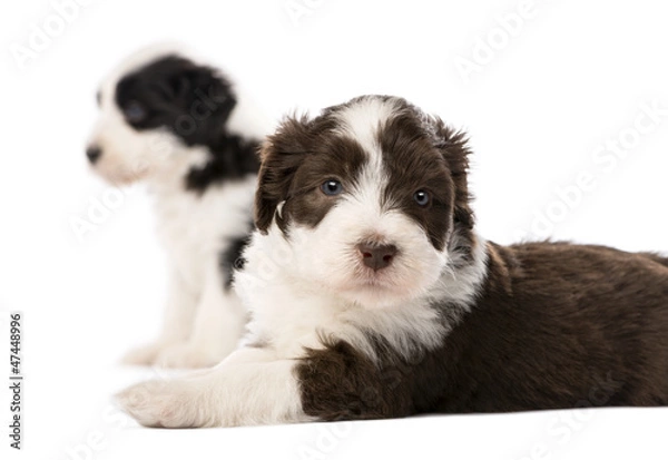 Fototapeta Bearded Collie puppies, 6 weeks old, lying