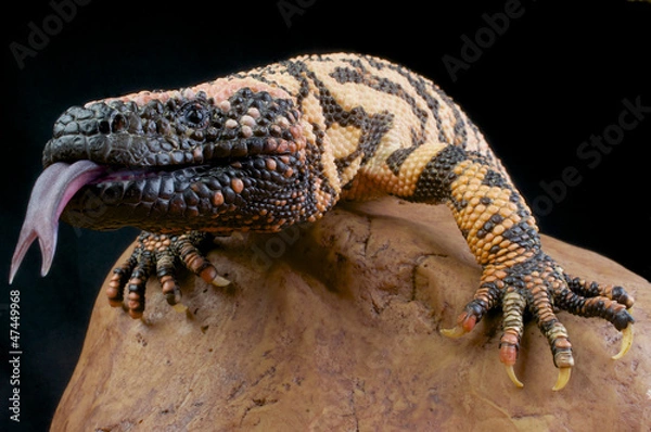 Fototapeta Gila monster / Heloderma suspectum