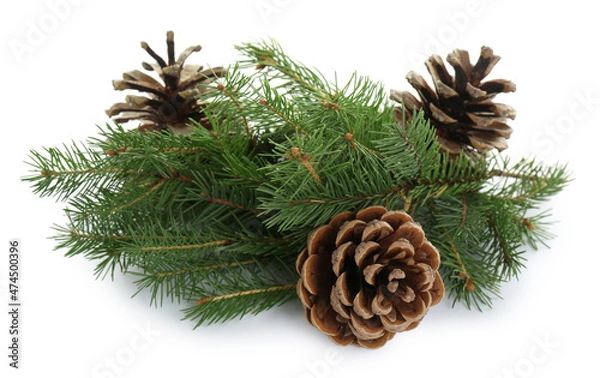 Obraz Beautiful fir branches with dry cones on white background