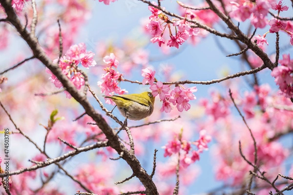 Obraz 河津桜に飛び乗るメジロ