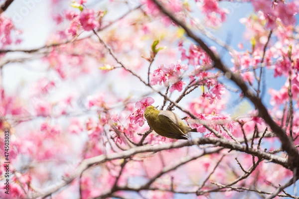 Obraz 河津桜に飛び乗るメジロ