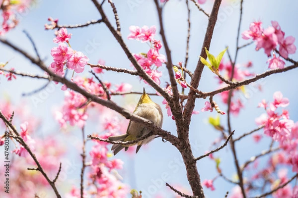 Obraz 河津桜に飛び乗るメジロ
