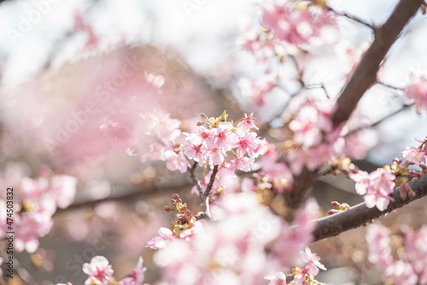 Obraz 河津桜に飛び乗るメジロ