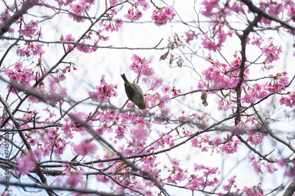 Obraz 河津桜に飛び乗るメジロ