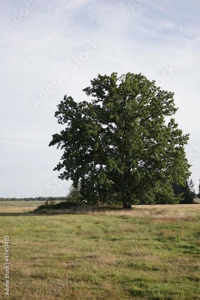 Obraz tree in the field